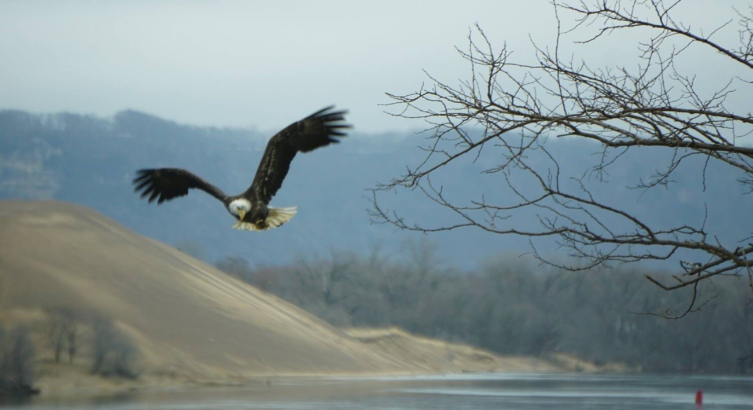 Large bald eagle in mid flight over a river with trees in the background